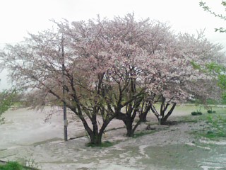 某所の桜